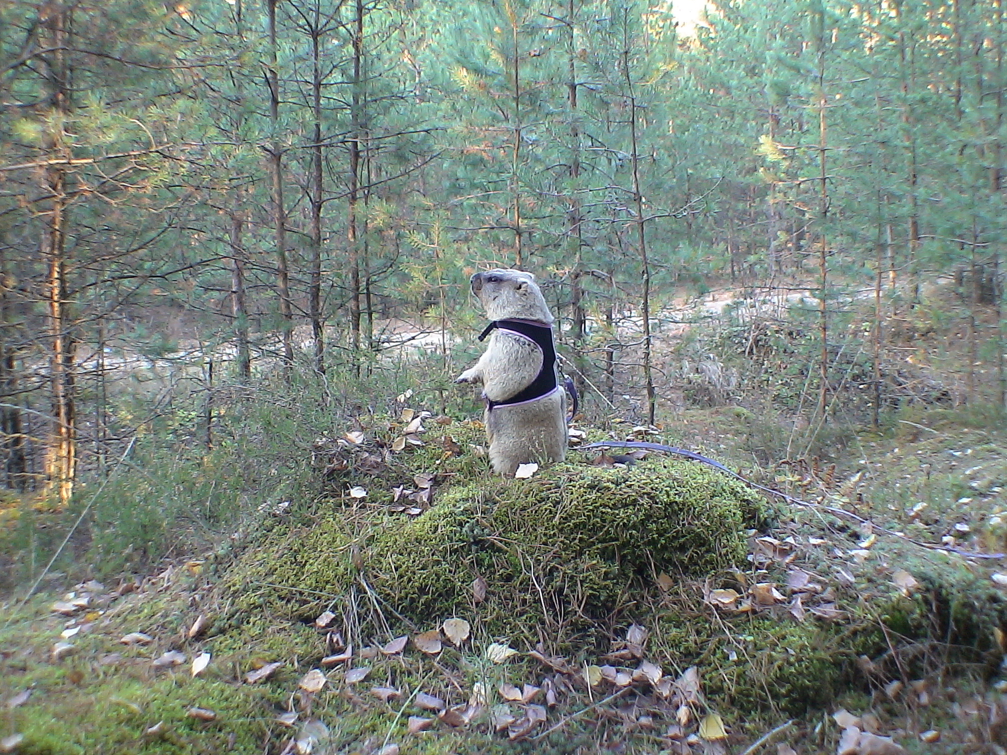 Суркин Дом: Фотографии