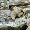Marmots !!!! Nerg _17784июня 29, 2009.jpg